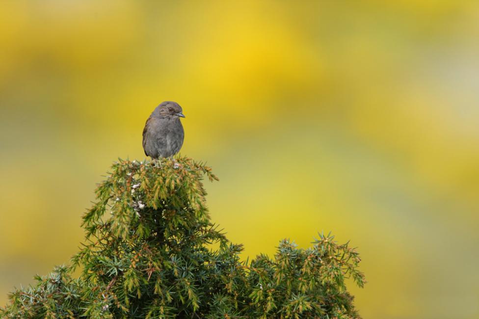 Imagen 32 de la galería de Otras aves (PDF)